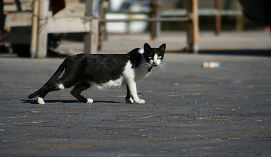 Sicilian-pisica-de-pe-strada_540