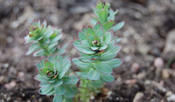 rhodiola-rosea-perennial