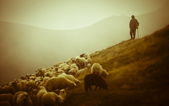 shepherd-sheep-2