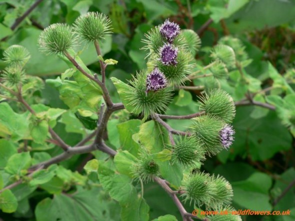 Burdock