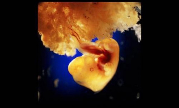 12. 40 de zile. Se formează placenta