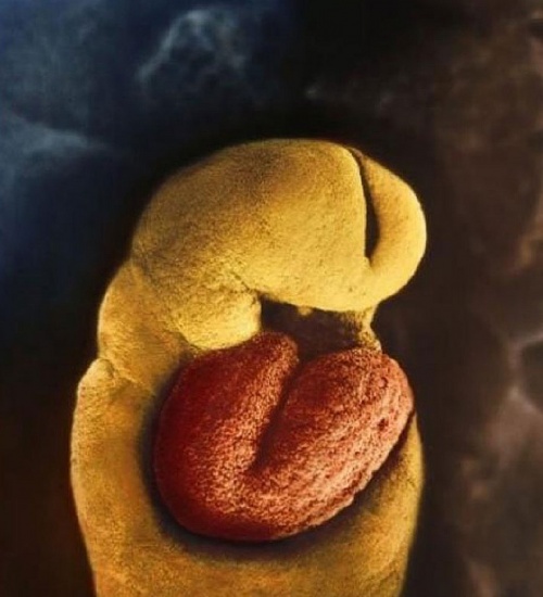 9. În a 18-a zi embrionului începe să îi pulseze inima