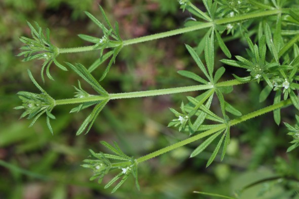 galium-aparine-stems