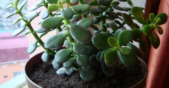 crassula