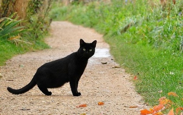 pisica-neagra